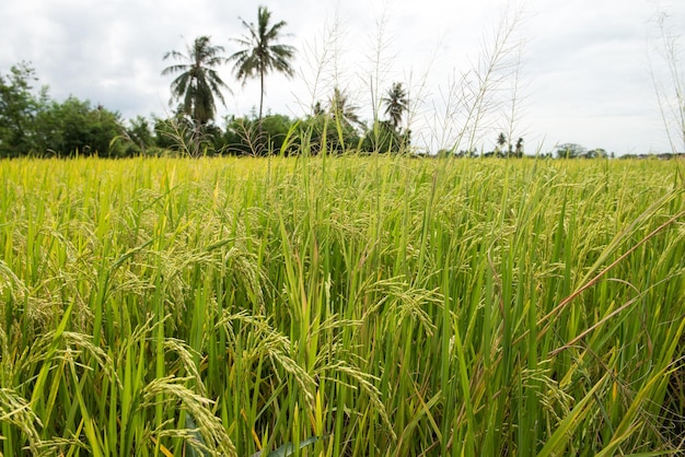 The beautiful landscape of rice fields in Thailand