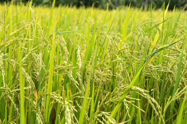 The beautiful landscape of rice fields in Thailand