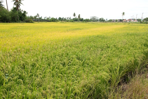 The beautiful landscape of rice fields in Thailand