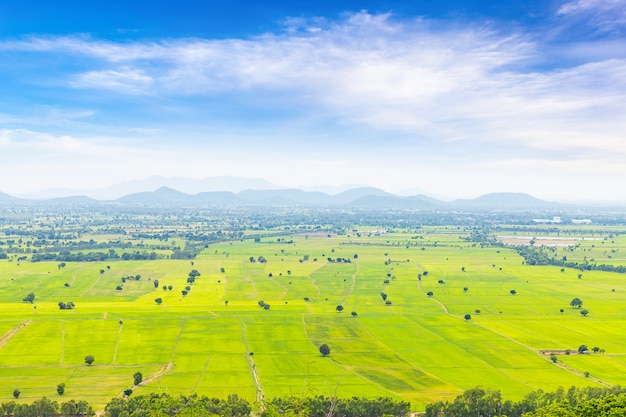 Bello paesaggio del campo e del cielo blu verdi del riso in tailandia