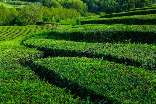 Photo beautiful landscape sceneries in azores portugal tropical nature in sao miguel island azores