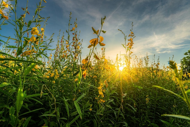 Beautiful landscape scenery of yellow sunn hemp field yellow flowering blooming in fields for soil improvement at sunset sky with white clouds in Thailand