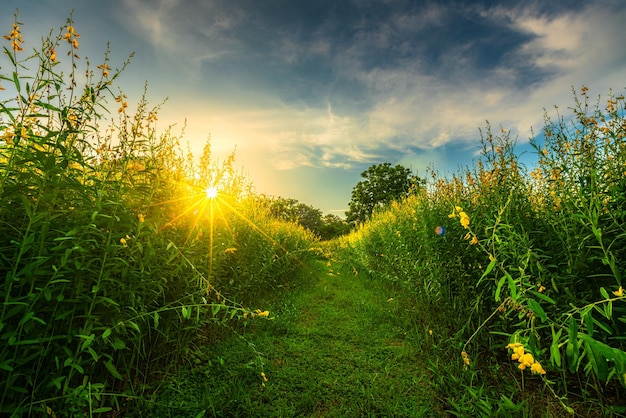 Beautiful landscape scenery of yellow sunn hemp field yellow flowering blooming in fields for soil improvement at sunset sky with white clouds in Thailand