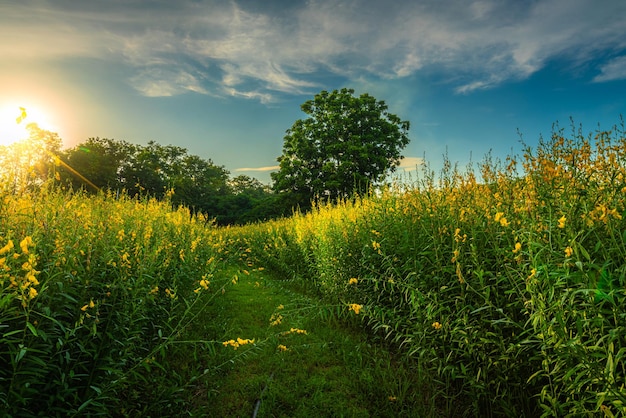 Beautiful landscape scenery of yellow sunn hemp field yellow flowering blooming in fields for soil improvement at sunset sky with white clouds in Thailand