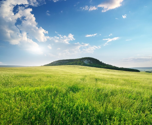 Bellissimo paesaggio prato primaverile