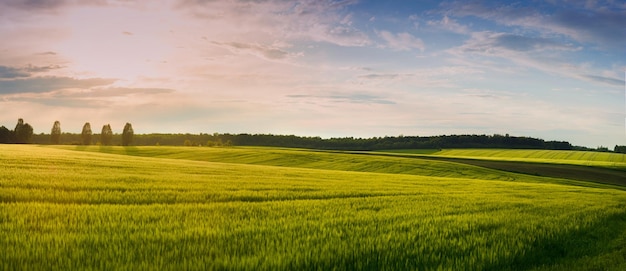 Bellissimo paesaggio al tramonto al campo di spighette in caso di vento ci sono alberi all'orizzonte