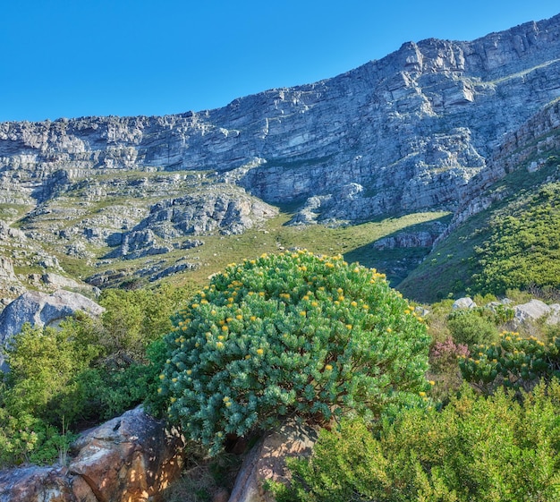 Beautiful landscape of Table Mountain with bright green plants and blue sky background Peaceful and scenic view of a peak or summit with lush foliage outdoors in nature on a summer day