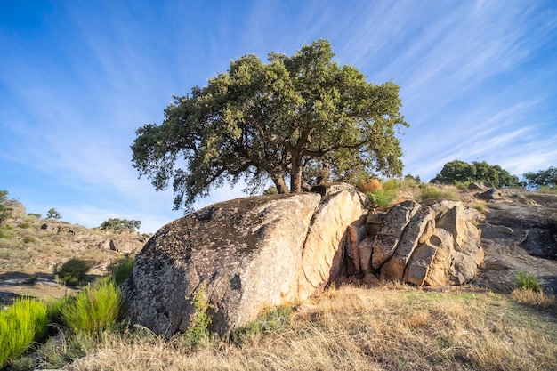 A beautiful landscape of trees growing between the huge granite rocks holm oaks and cork oaks which bear acorns to feed the cattle