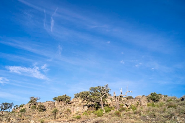 거대한 화강암 바위 홀름 참나무와 코르크 참나무 사이에서 자라는 나무의 아름다운 풍경