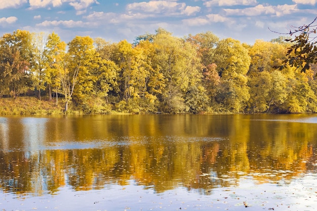 Beautiful landscape trees with yellow leaves on the river bank