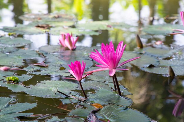 池の水に咲く赤いピンクのユリや蓮の花の美しい風景を見る