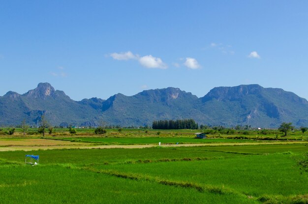 青い空を背景に草と山からの美しい風景の眺め