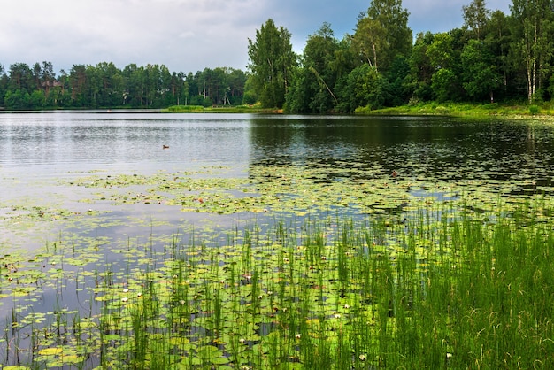 Photo beautiful landscape view on lake with ducks and water lily and green forest in summertime