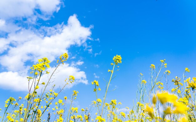 Beautiful landscape view of mustard farmland during spring\
season at kathmandu nepal