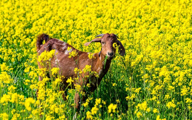 beautiful landscape view of mustard farmland during spring season at Kathmandu Nepal