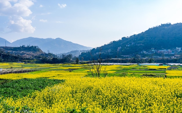 beautiful landscape view of mustard farmland during spring season at Kathmandu Nepal