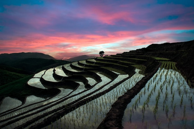 Фото Красивый пейзажный вид на рисовые террасы понг пианг на закате в бан па бонг пианг, таиланд