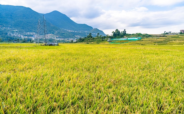 beautiful landscape view of paddy farmland at Kathmandu Nepal