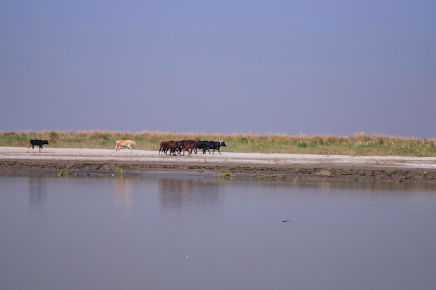 Beautiful landscape view of Padma river or Island in Bangladesh