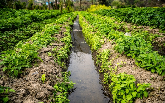 Beautiful landscape view of spring season mustard farm at Kathmandu Nepal