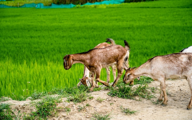 夏の水田農地と歩くヤギの美しい風景ビューKhojanaLalitpurネパール