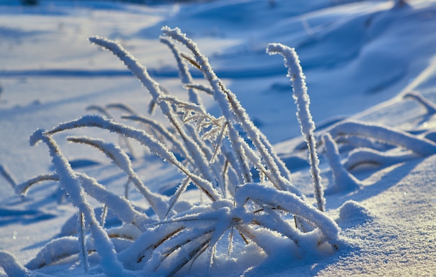 Foto bellissimo paesaggio, bosco invernale con il pino