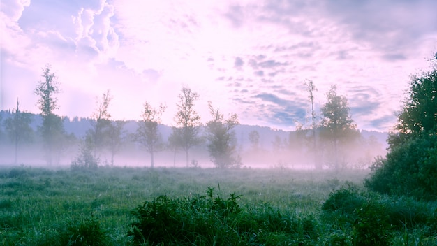 Foto bellissimo paesaggio con nebbia all'alba e la rugiada del mattino