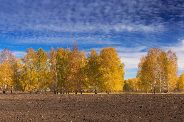 Beautiful landscape with deciduous trees