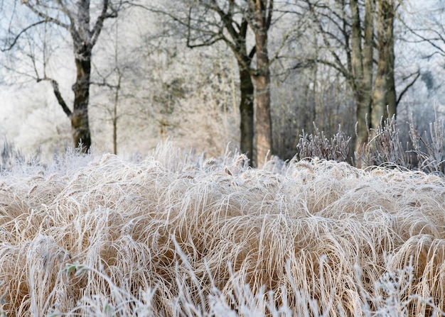 Beautiful landscape with dry grass in winter forest covered with hoarfrost