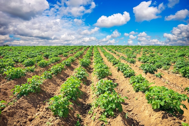 Beautiful landscape with field of potatos and cloudy blue sky.