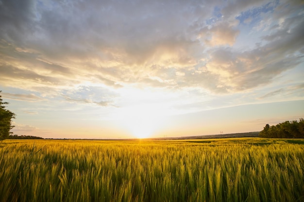 Beautiful landscape with field of ripe rye and blue summer sky