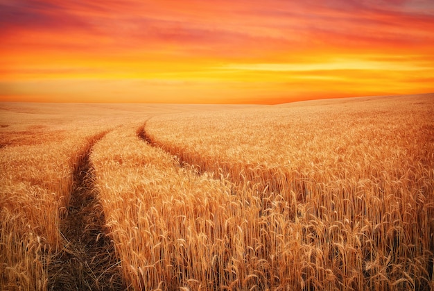 Beautiful landscape with field of wheat and sunset sky. Meadow of wheat.