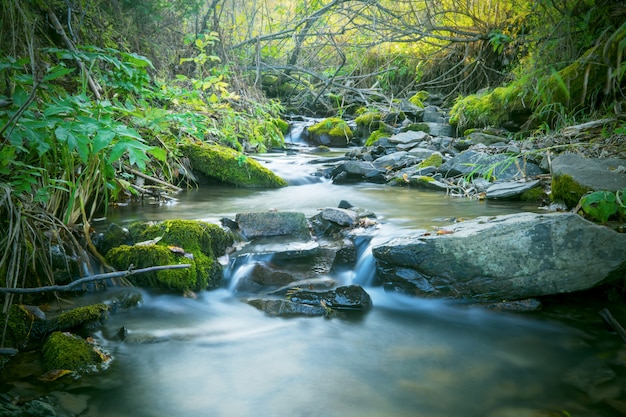 Bello paesaggio con la cascata dell'insenatura della foresta