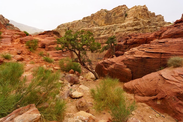 Beautiful landscape with ginger rocks green spring plants and tree in Petra Jordan Middle East Designation as a UNESCO World Heritage Site Red planet Mars landscape