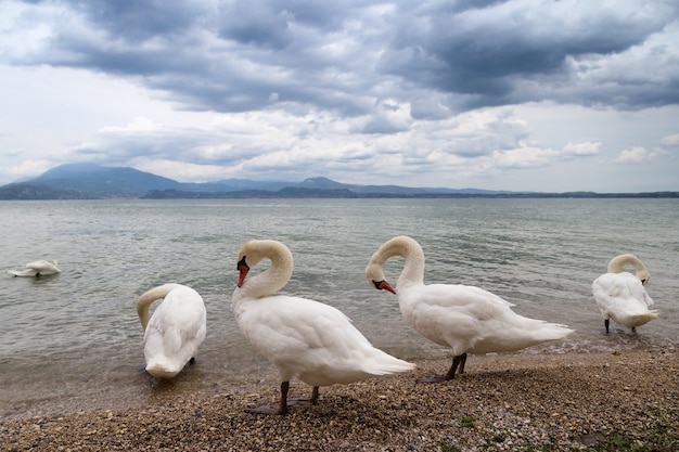 Beautiful landscape with graceful white swans are on the shore of the famous Italian lake Garda. 