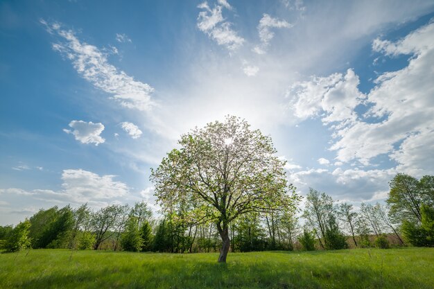 Beautiful landscape with green lonely tree on spring meadow, clouds and sun in sky