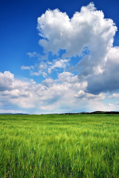 Beautiful landscape with green meadow and cloudy sky. Composition of nature.