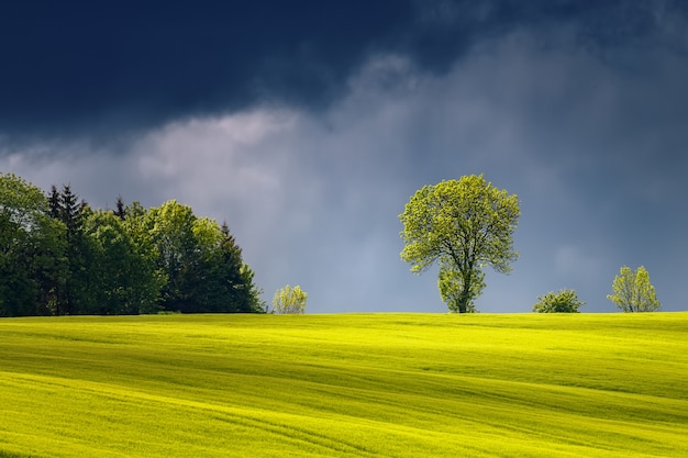 Beautiful landscape with illuminated sunlight tree before the storm
