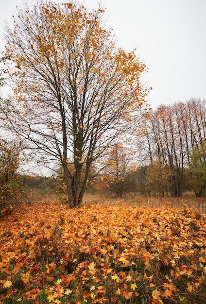 Beautiful landscape with magic autumn trees and fallen
leaves