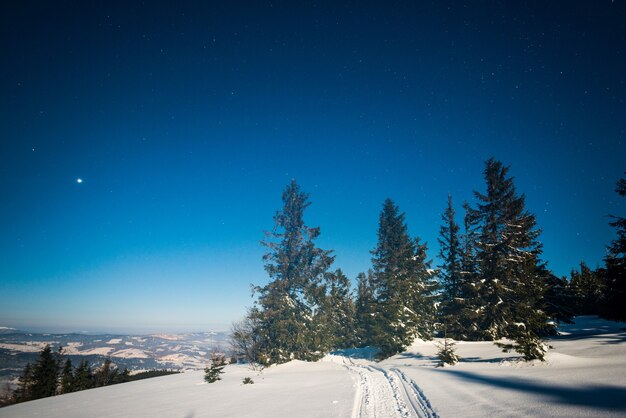 Beautiful landscape with majestic tall fir trees growing among white snowdrifts against the blue sky on a sunny frosty winter day. Concept of trekking and eco friendly vacation. advertising space