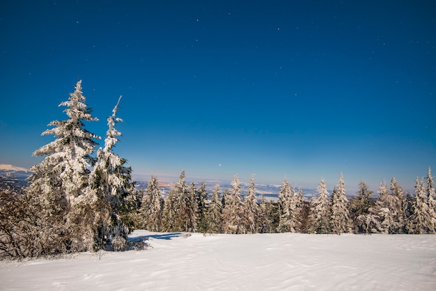 Beautiful landscape with majestic tall fir trees