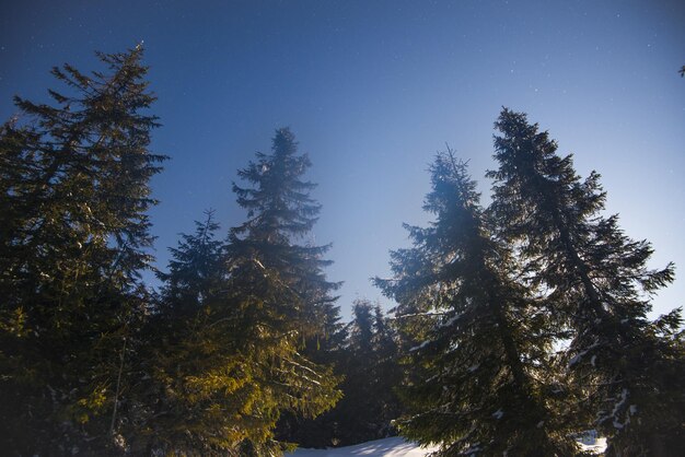 Beautiful landscape with majestic tall fir trees