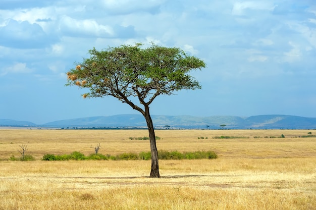 아프리카에 나무가 없는 아름다운 풍경