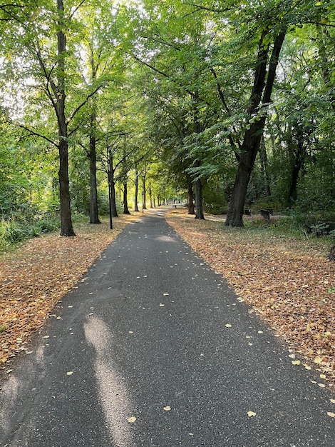 Beautiful landscape with pathway among tall trees in park