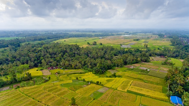 Beautiful landscape with rice fields