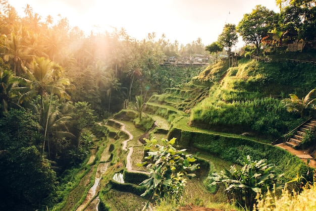 Фото Красивый пейзаж с рисовыми террасами в известной туристической зоне тагалаланг бали индонезия зеленые рисовые поля готовят урожай