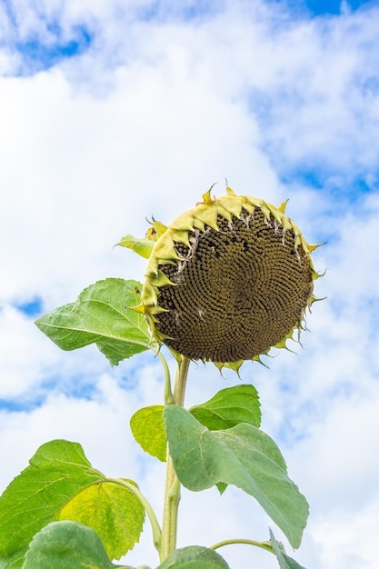 Beautiful landscape with sunflower field over blue sky Nature conceptx9