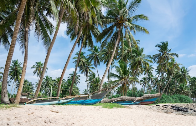 Bello paesaggio con la spiaggia sabbiosa tropicale e le vecchie canoe di pesca, sri lanka