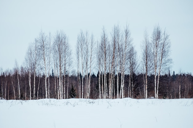 Photo beautiful landscape with white birches