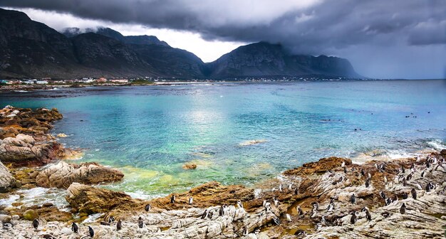 Beautiful landscape with wild penguins